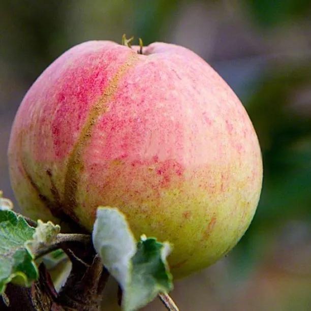 Harry Masters Jersey Apple tree (Malus domestica Harry Masters Jersey) 1